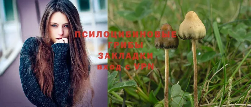 Галлюциногенные грибы Psilocybine cubensis  Энем 